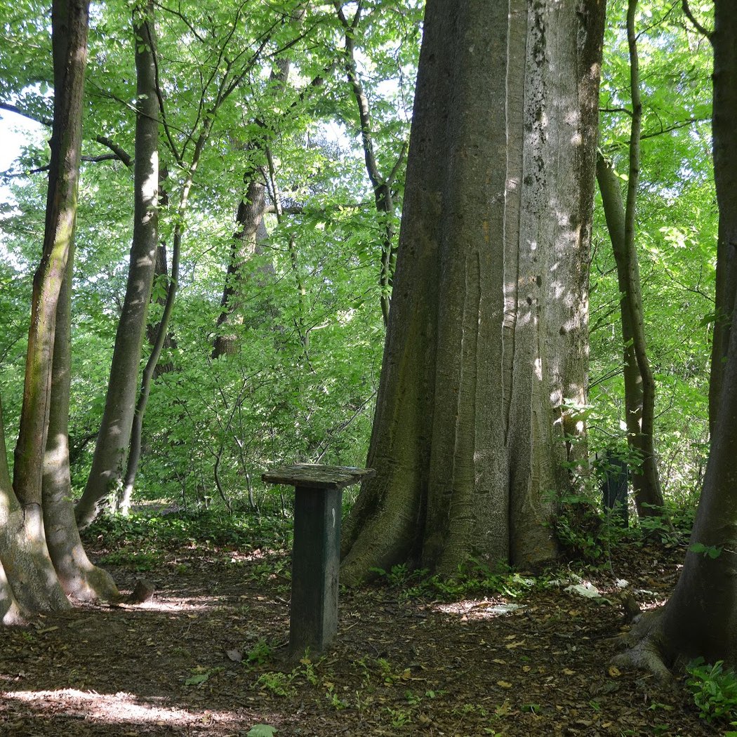 Arboretum Roger de Vilmorin 3